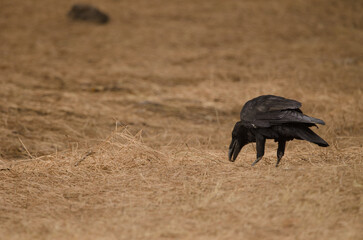 Common raven Corvus corax canariensis searching for food. The Nublo Rural Park. Tejeda. Gran Canaria. Canary Islands. Spain.