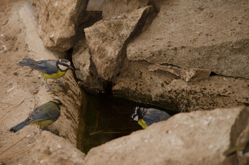 Fototapete bei efototapeten.de bestellen   