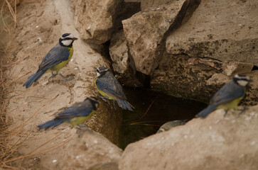 African blue tits Cyanistes teneriffae hedwigae at a water source. Integral Natural Reserve of Inagua. Gran Canaria. Canary Islands. Spain.