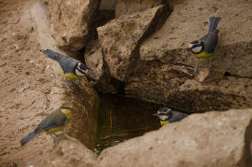 Fototapete bei efototapeten.de bestellen   