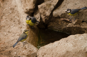 Fototapete bei efototapeten.de bestellen   