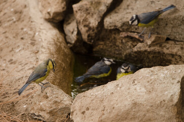 Fototapete bei efototapeten.de bestellen   