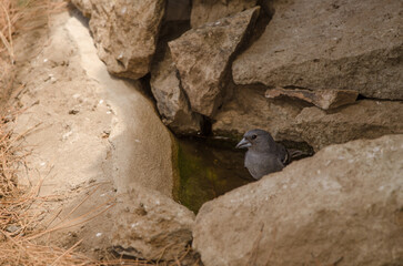 Gran Canaria blue chaffinch Fringilla polatzeki. Male at a water source. Integral Natural Reserve of Inagua. Gran Canaria. Canary Islands. Spain.