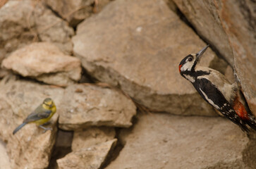 Male great spotted woodpecker Dendrocopos major thanneri and African blue tit in the background....