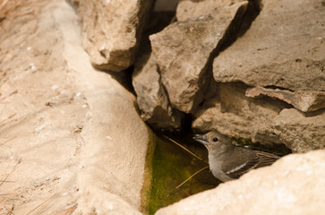 Naklejka premium Gran Canaria blue chaffinch Fringilla polatzeki. Female drinking water at a spring. Integral Natural Reserve of Inagua. Gran Canaria. Canary Islands. Spain.