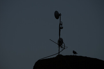 Common raven Corvus corax canariensis next to an antenna at sunset. Cruz de Pajonales. Tejeda. Gran...
