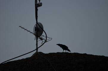 Common raven Corvus corax canariensis next to an antenna at sunset. Cruz de Pajonales. Tejeda. Gran...