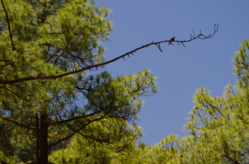 European turtle dove Streptopelia turtur turtur resting in a forest of Canary Island pine Pinus canariensis. Inagua. Gran Canaria. Canary Islands. Spain.