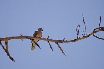 European turtle dove Streptopelia turtur turtur resting on a branch. Integral Natural Reserve of Inagua. Gran Canaria. Canary Islands. Spain.