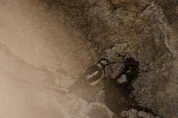 Great spotted woodpecker Dendrocopos major thanneri. Female drinking water at a spring. Inagua. Gran Canaria. Canary Islands. Spain.