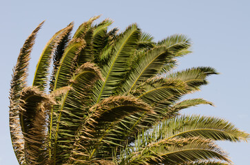 Canary Island date palm Phoenix canariensis with its leaves fluttering in the wind. Las Palmas de Gran Canaria. Gran Canaria. Canary Islands. Spain.