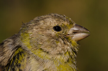 Atlantic canary Serinus canaria. The Nublo Rural Park. Tejeda. Gran Canaria. Canary Islands. Spain.
