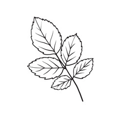Fototapeta premium Raspberry and rosehip leaf branches, vector line art drawing. Black outline isolated on white. Great for eco packaging, botanical design, tea labels, organic and herbal themes.