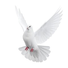 Fototapeta premium White Dove in Flight Against White Background