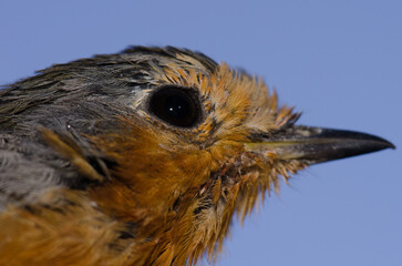 Gran Canaria robin Erithacus marionae. The Nublo Rural Park. Tejeda. Gran Canaria. Canary Islands. Spain.