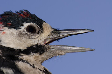 Great spotted woodpecker Dendrocopos major thanneri. Young male. The Nublo Rural Park. Tejeda. Gran...