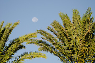 Leaves of Canary Island date palms Phoenix canariensis and full moon in the background. Anfi Tauro Golf. Mogan. Gran Canaria. Canary Islands. Spain.