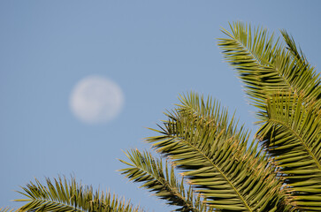 Leaves of Canary Island date palm Phoenix canariensis and full moon in the background. Anfi Tauro...