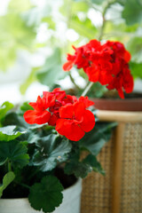 Bright geranium flowers in bloom