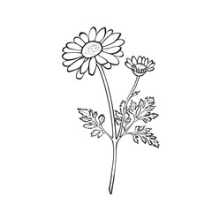 Vector line drawing of chamomile flower and stem on white background. Ideal for herbal tea packaging, cosmetic labels, tattoo designs, eco-friendly branding, and botanical wall art prints.