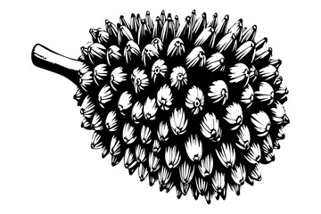 Bottlebrush fruit clean outline