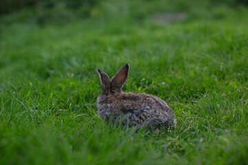 A little rabbit eats the juicy grass of the meadow in the summer.