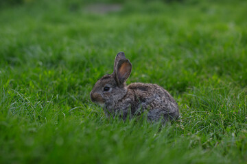A little rabbit eats the juicy grass of the meadow in the summer.
