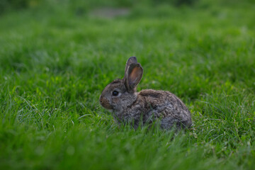 A little rabbit eats the juicy grass of the meadow in the summer.