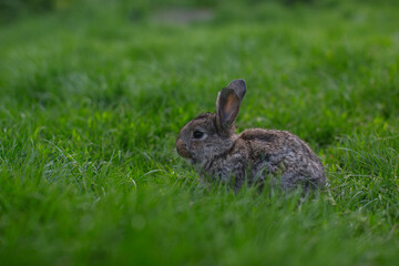 A little rabbit eats the juicy grass of the meadow in the summer.