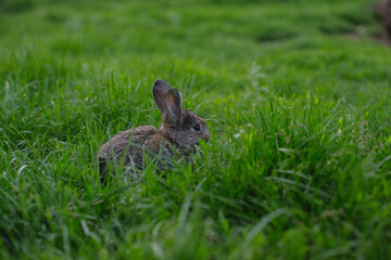 A little rabbit eats the juicy grass of the meadow in the summer.