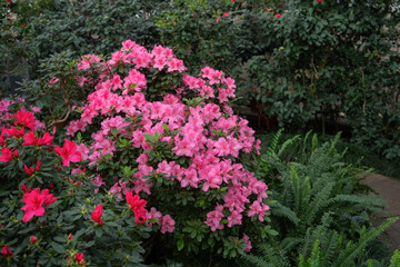 Blooming pink azalias flowers, azalia flowers in a greenhouse