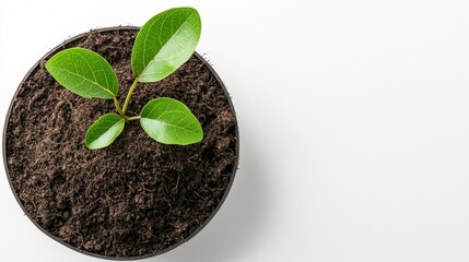 A vibrant green seedling emerges from rich soil representing eco-friendly solutions on white background space.