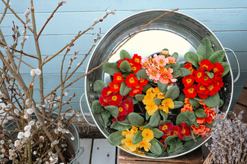 Colorful primrose flowers arranged in a metal tub at a garden setting