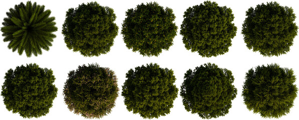 Top view collection of ten different trees including tropical palm, fruit, and flowering varieties
