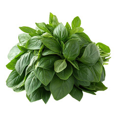Fototapeta premium Harvesting fresh basil leaves garden food photography outdoor close-up. Isolated on transparent background, png.