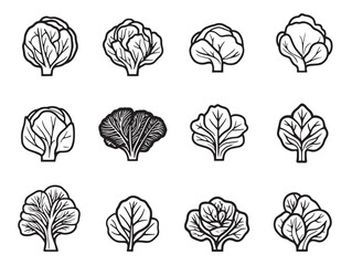 cabbage vegetable healthy food line art illustration drawing design