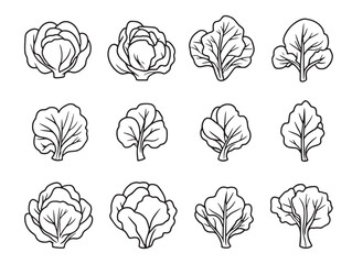 cabbage food outline line art organic vegetable hand drawn style