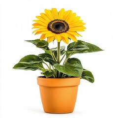 Obraz premium Vibrant Yellow Sunflower in Terracotta Pot Against White Background