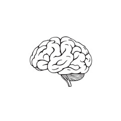 Human Brain Line Art Vector Illustration