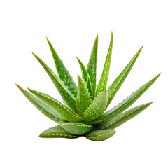 Aloe Vera Plant Isolated Black Background Medicinal Herb