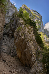 Limestone cliff and forest ravine
