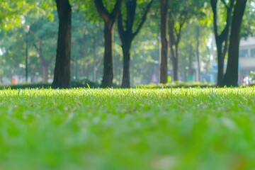 Ground Level View of Fresh Green Grass in park with Trees & Tranquility