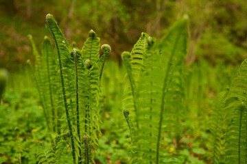 Young ostrich ferns in spring