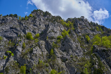 Rocky mountain slope covered with spring foliage