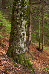 Mossy beech tree on forest slope