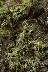 Beard lichen growing on bark