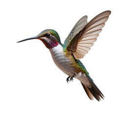 Fototapeta premium A hummingbird mid-flight, wings blurred, on a clean white background.
