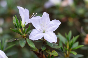 white flowers in the forest, White blooming flowers, white Azaleas flowers blooming on their trees with green leaves close up selective focus blur background, garden concept.