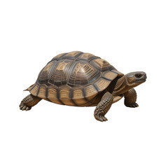 Obraz premium A tortoise walking with shell texture, isolated on a plain white background. 