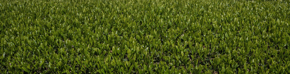 Full screen background with green tea leaves.